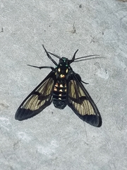 Cosmosoma xanthosticta