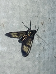 Cosmosoma xanthosticta