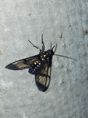 Cosmosoma xanthosticta