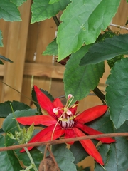Passiflora miniata × vitifolia