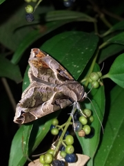 Calyptis semicuprea