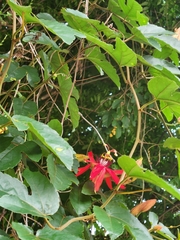 Passiflora miniata × vitifolia