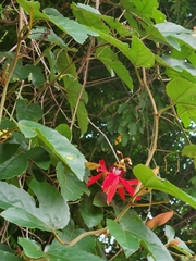 Passiflora miniata × vitifolia