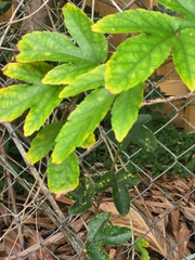 Passiflora miniata × vitifolia