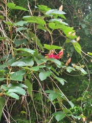 Passiflora miniata × vitifolia