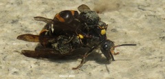 Orancistrocerus drewseni