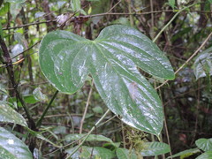 Anthurium truncicola