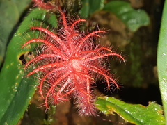 Columnea minor