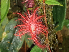 Columnea minor