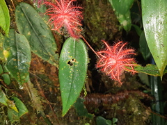 Columnea minor