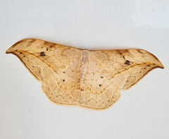 Drepana pallida