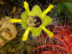 Columnea minor