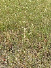 Tridens albescens