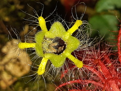Columnea minor