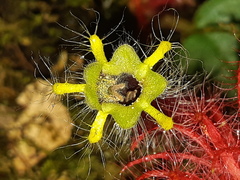 Columnea minor