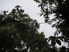 Pharomachrus antisianus