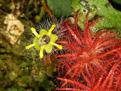 Columnea minor