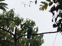 Pharomachrus antisianus