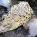 Crocodylus intermedius - Photo (c) Brent Moore, μερικά δικαιώματα διατηρούνται (CC BY-NC)
