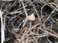 Entoloma latericolor
