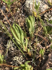 Phemeranthus parviflorus