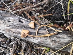 Entoloma latericolor