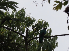 Pharomachrus antisianus