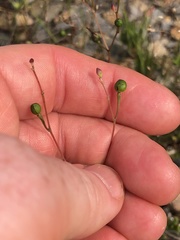 Phemeranthus parviflorus