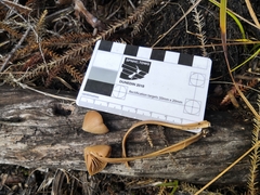 Entoloma latericolor