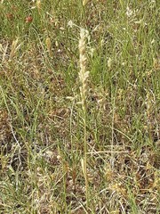 Tridens albescens