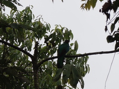 Pharomachrus antisianus