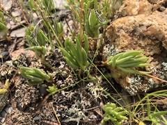 Phemeranthus parviflorus
