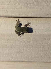 Hyla versicolor