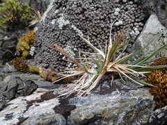 Poa novae-zelandiae