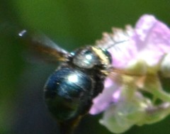 Xylocopa californica californica