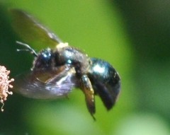 Xylocopa californica californica