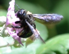 Xylocopa californica californica