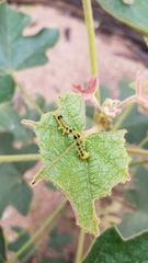 Xanthodes transversa