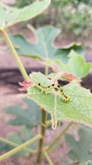 Xanthodes transversa