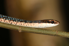 Dendrelaphis subocularis