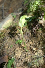 Pterostylis trullifolia
