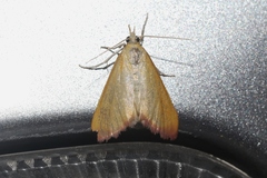 Xanthostege roseiterminalis