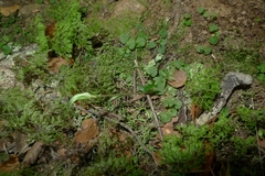 Pterostylis trullifolia