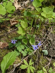 Viola selkirkii