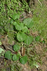 Pterostylis trullifolia