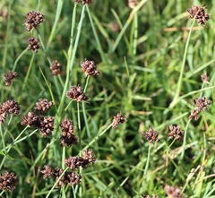 Luzula modesta