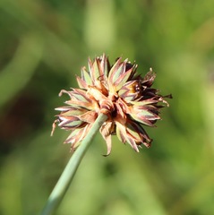 Luzula modesta