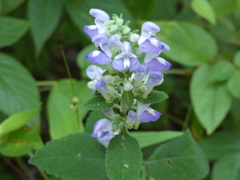 Scutellaria incana