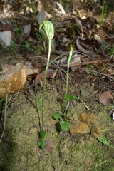 Pterostylis trullifolia