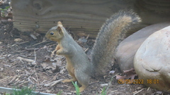 Sciurus niger